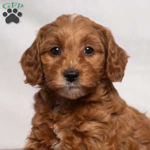 Jenna, Cavapoo Puppy